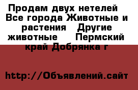 Продам двух нетелей - Все города Животные и растения » Другие животные   . Пермский край,Добрянка г.